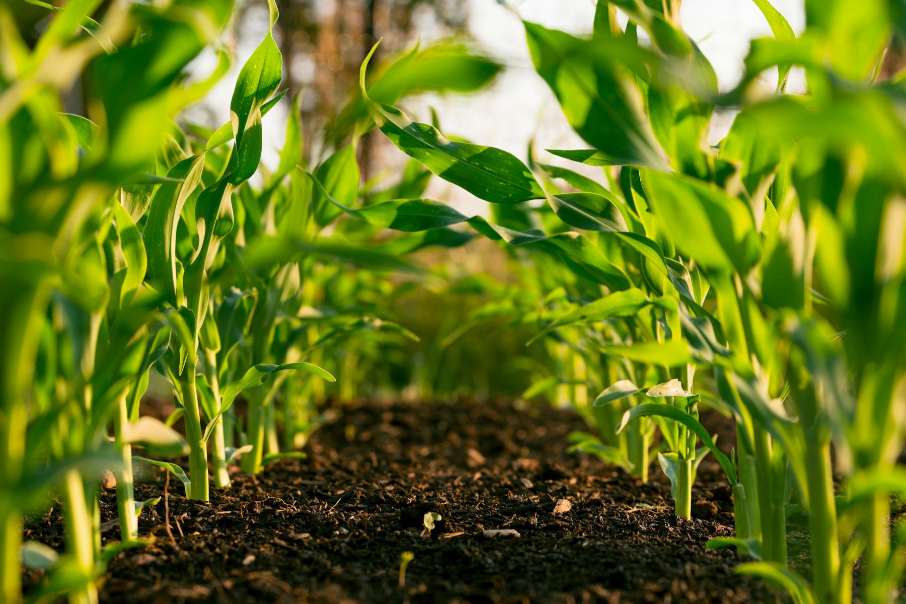 Agricultura de precisión