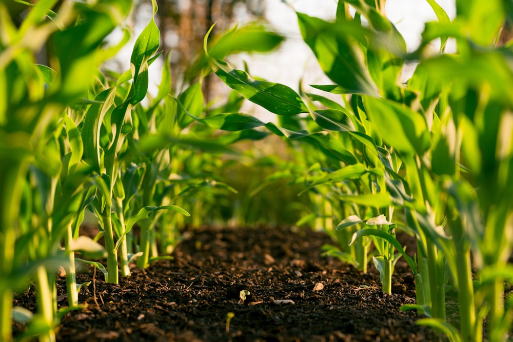 Planta verde en suelo marrón