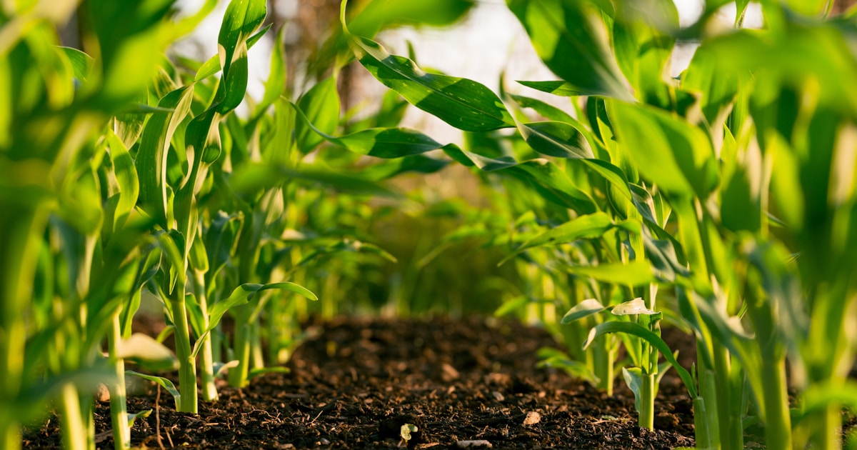 Top 5 VCs in Kansas City for AgTech Startups