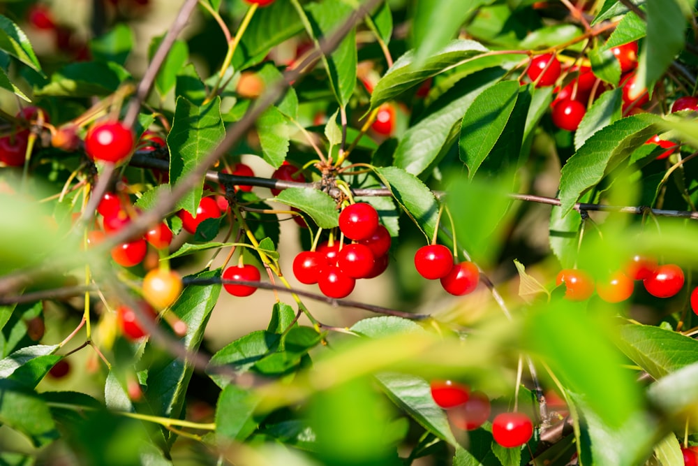 red round fruits on green leaves