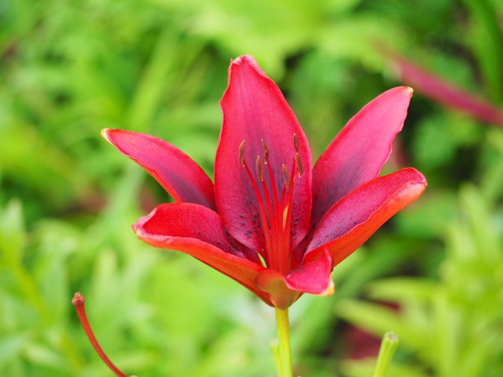 red flower in tilt shift lens