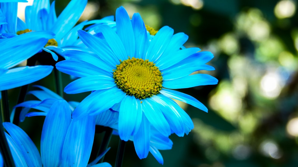 flor azul na lente de deslocamento de inclinação