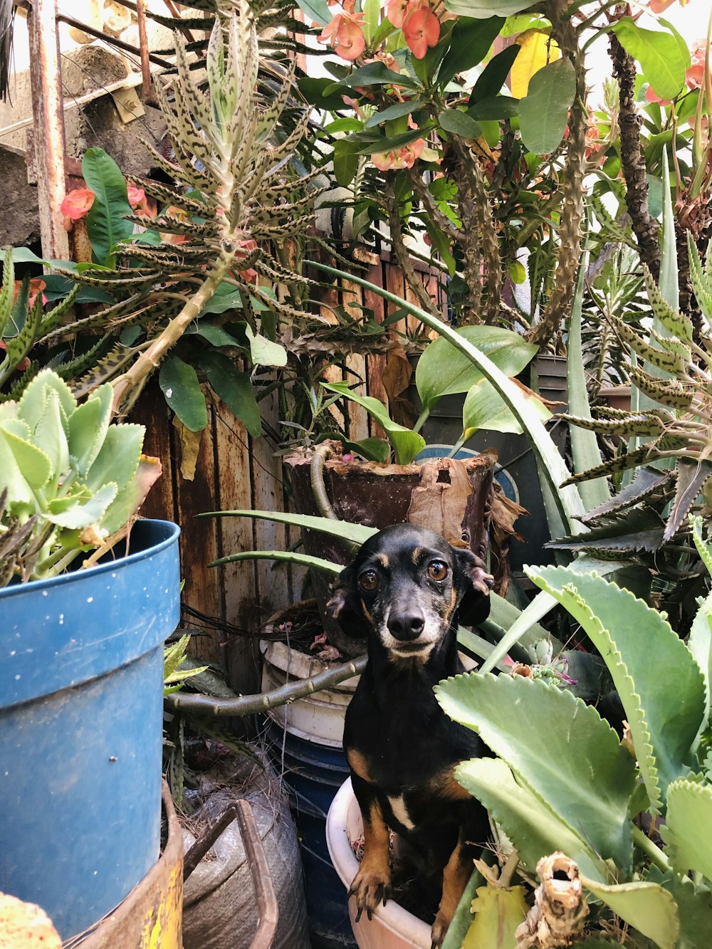 black and brown short coated dog on blue plastic container