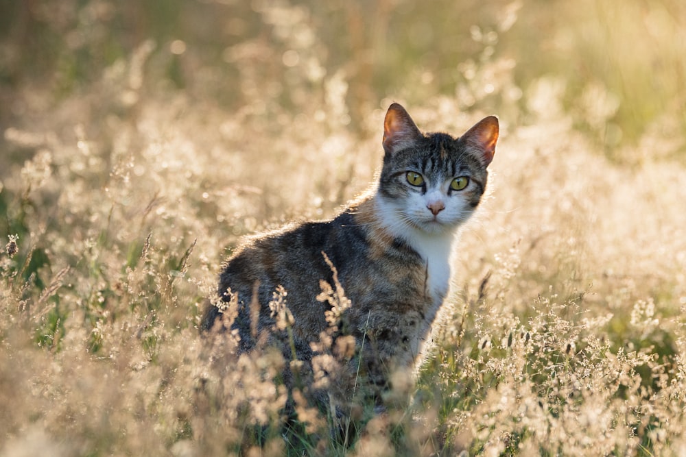 brown tabby cat on brown grass during daytime