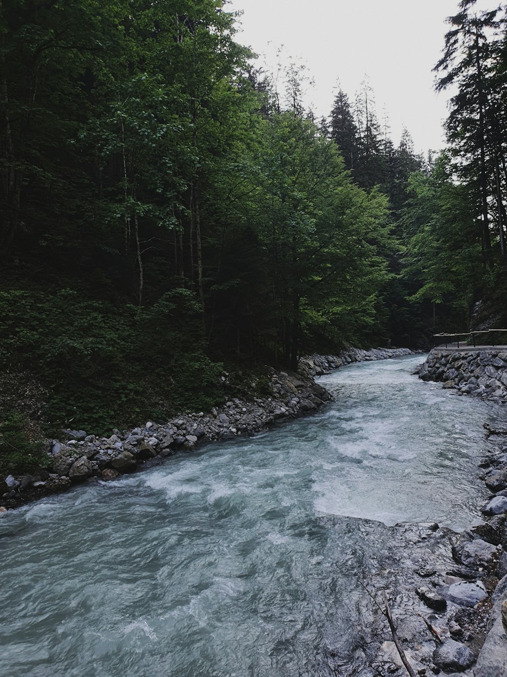 river in the middle of forest during daytime