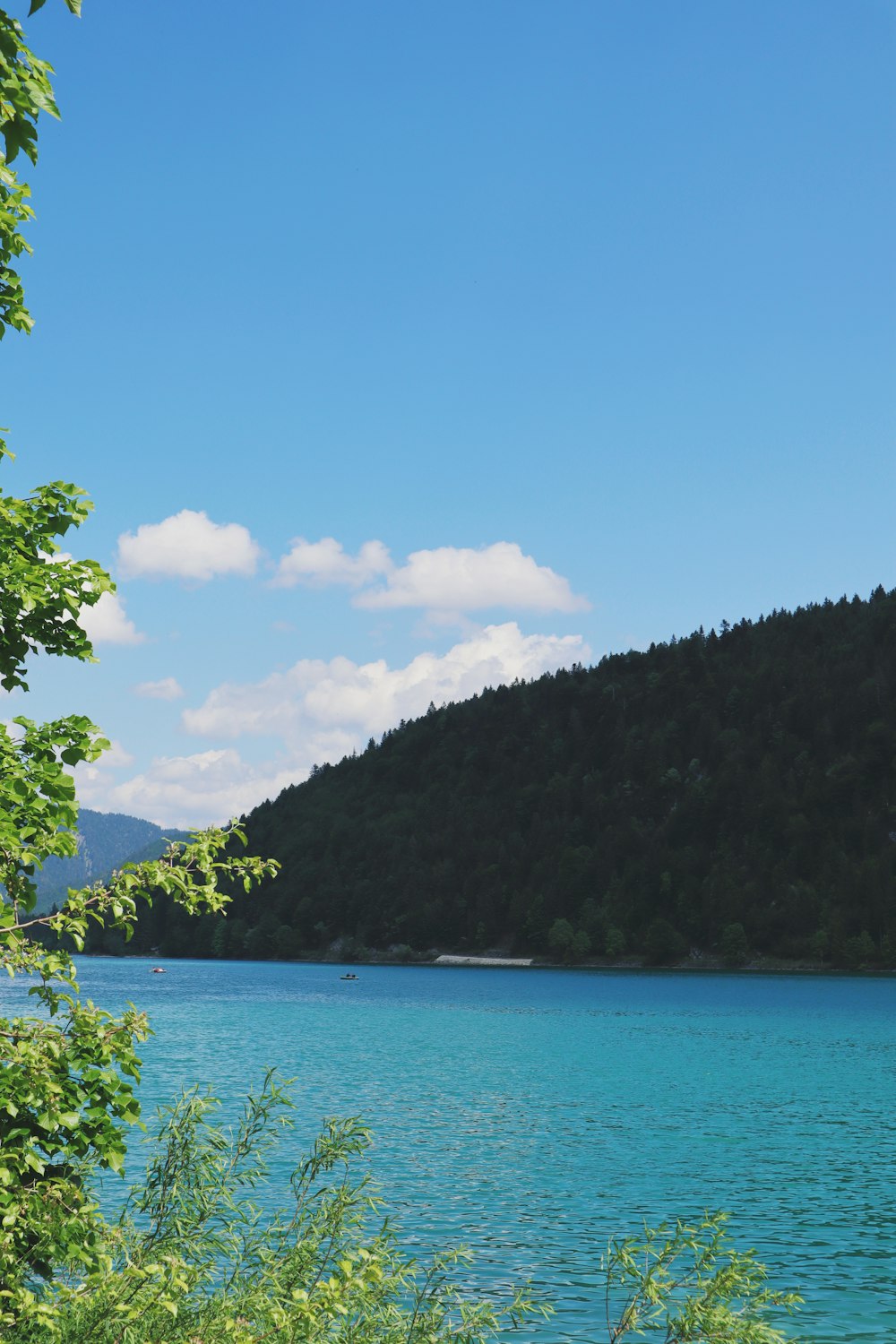 green trees near body of water during daytime