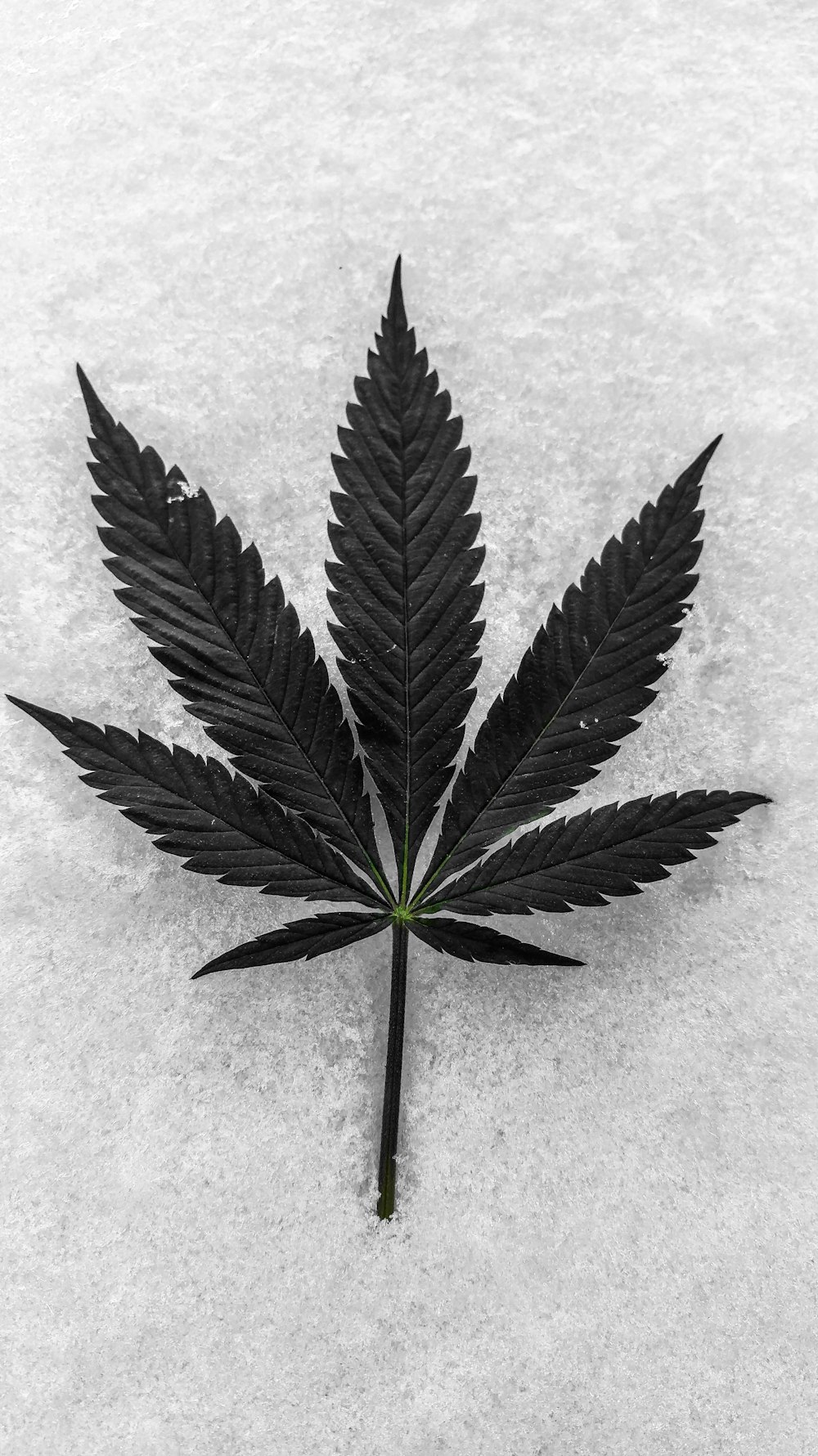 500+ Marijuana Leaf Pictures [HD] | Download Free Images on Unsplash