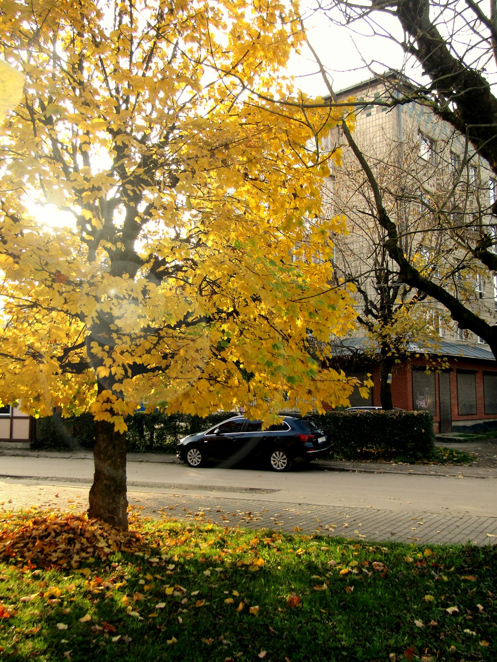 black sedan parked beside brown tree during daytime