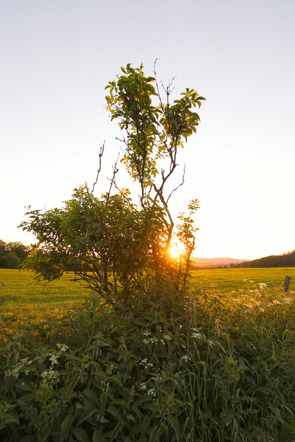 green grass field during sunset