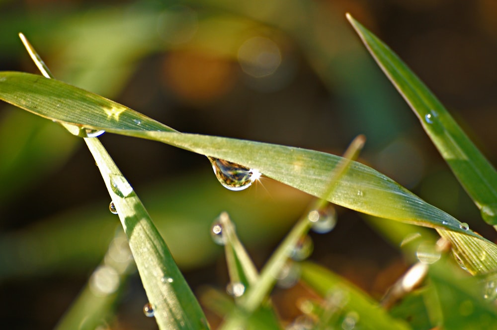 water droplets on green leaf