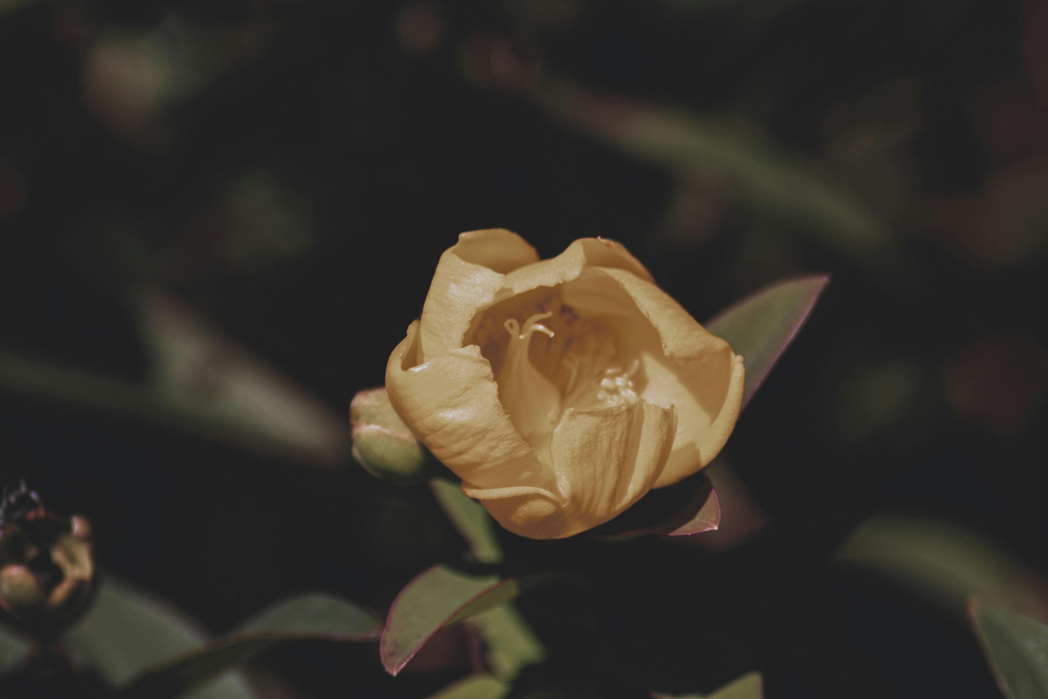 Photo by pixeldebris