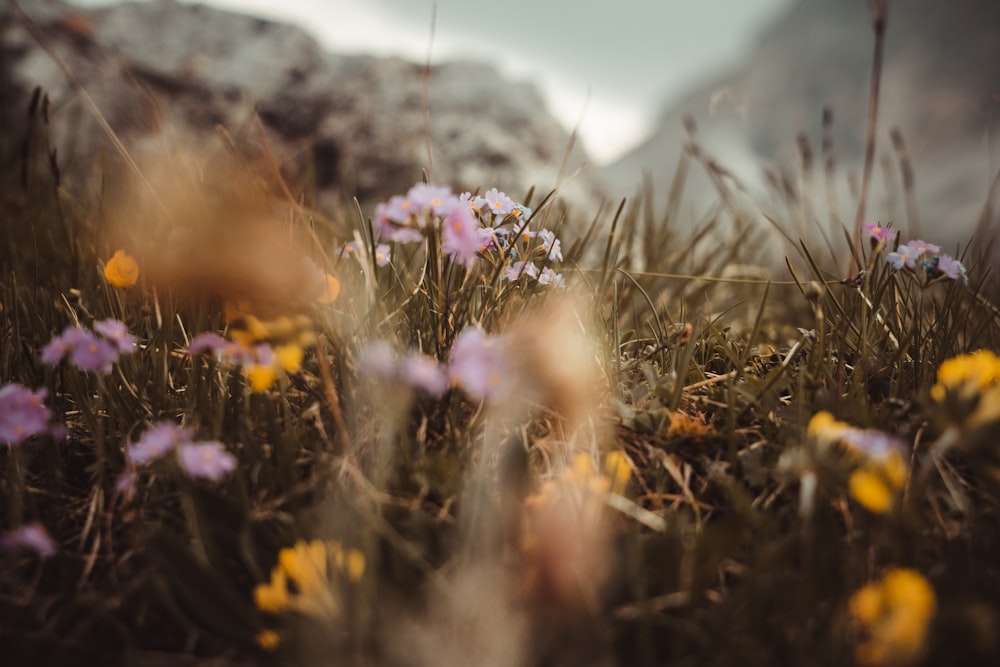 lila Blüten auf braunem Gras tagsüber