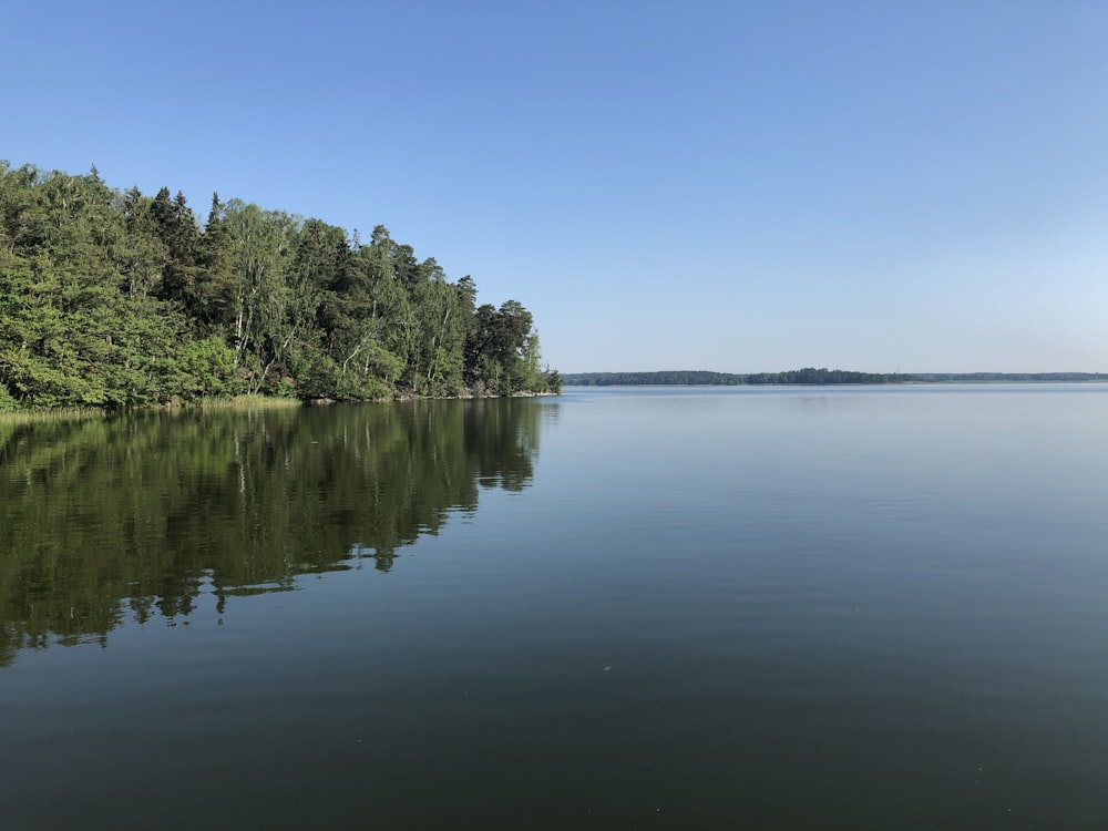 green trees beside body of water under blue sky during daytime