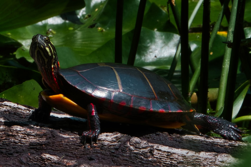 brown and black turtle on brown tree log