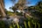 A lush, tropical landscape featuring a twisted, ancient tree with sprawling branches and dense foliage. Palm trees sway gently in the background against a clear blue sky. The foreground is filled with thick green leaves and tall grass, while the ground is uneven and rocky.