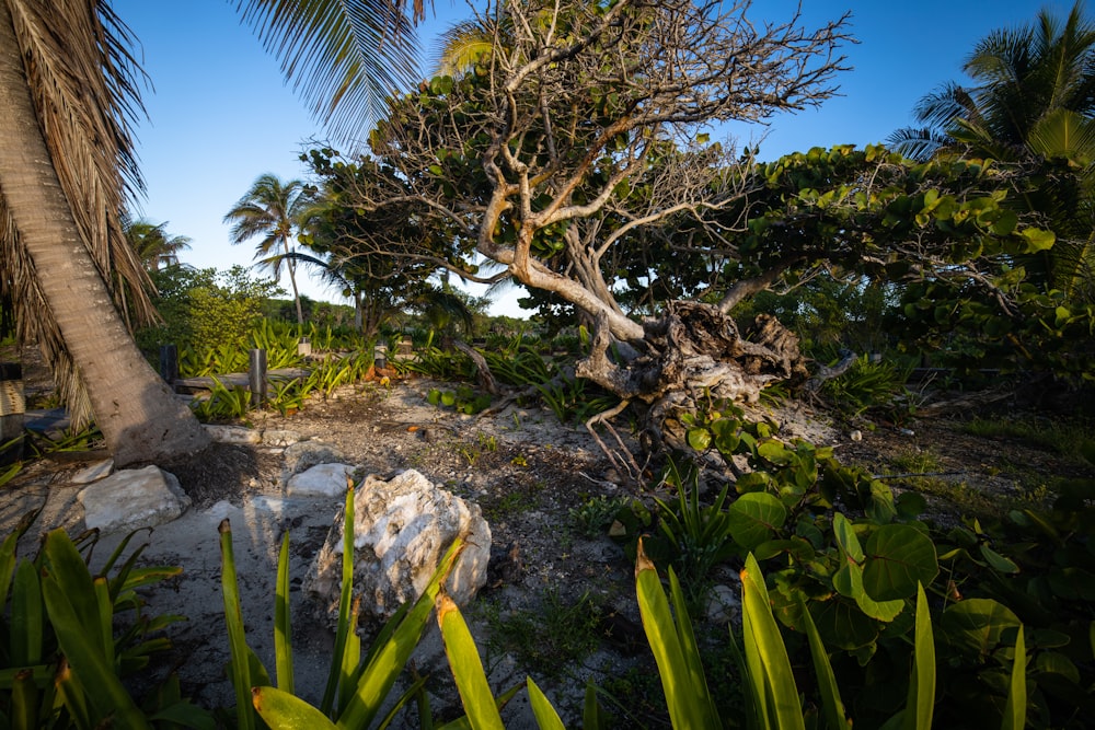 green palm tree on gray rocky ground during daytime