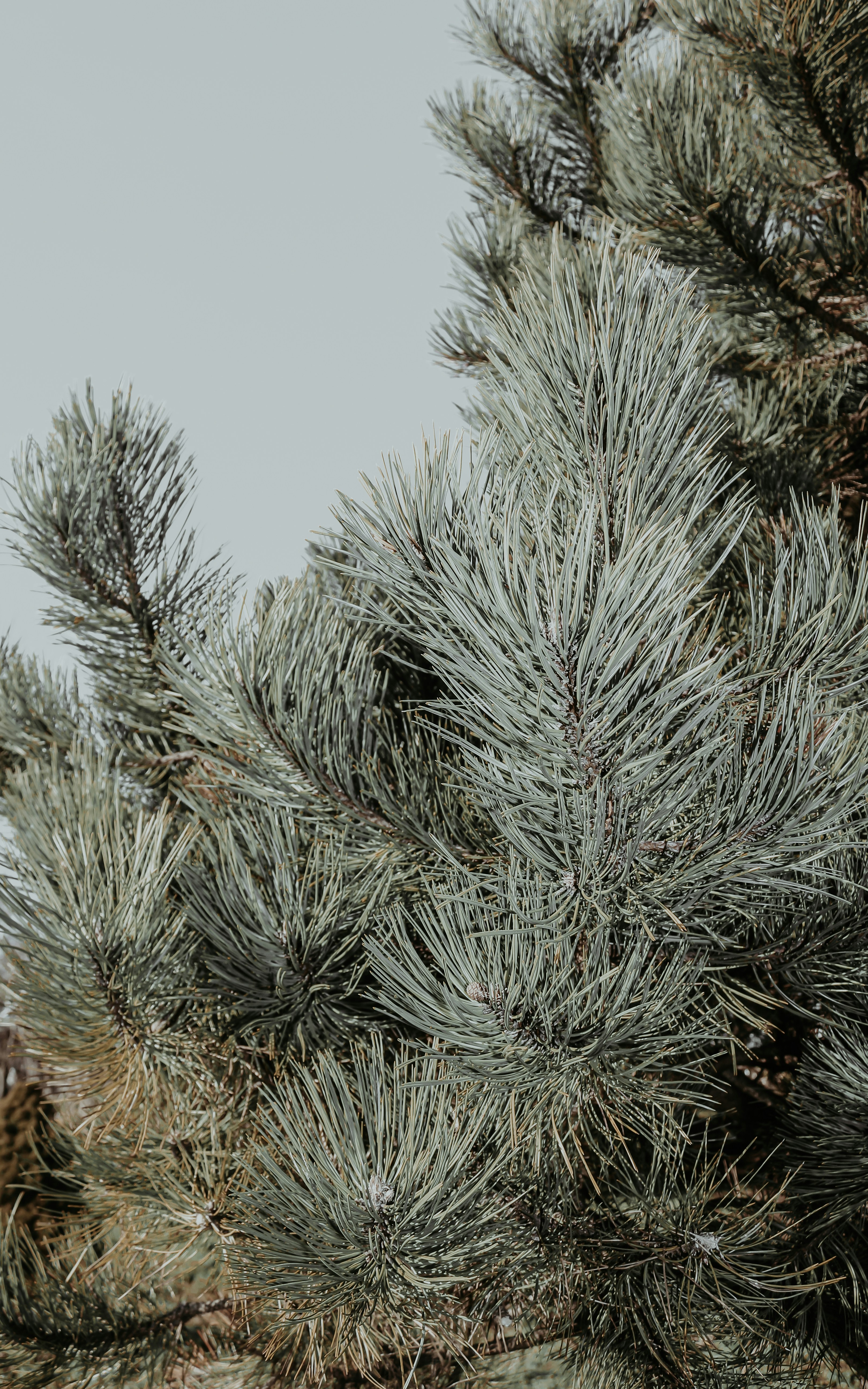 Árbol blanco y marrón bajo el cielo blanco durante el día