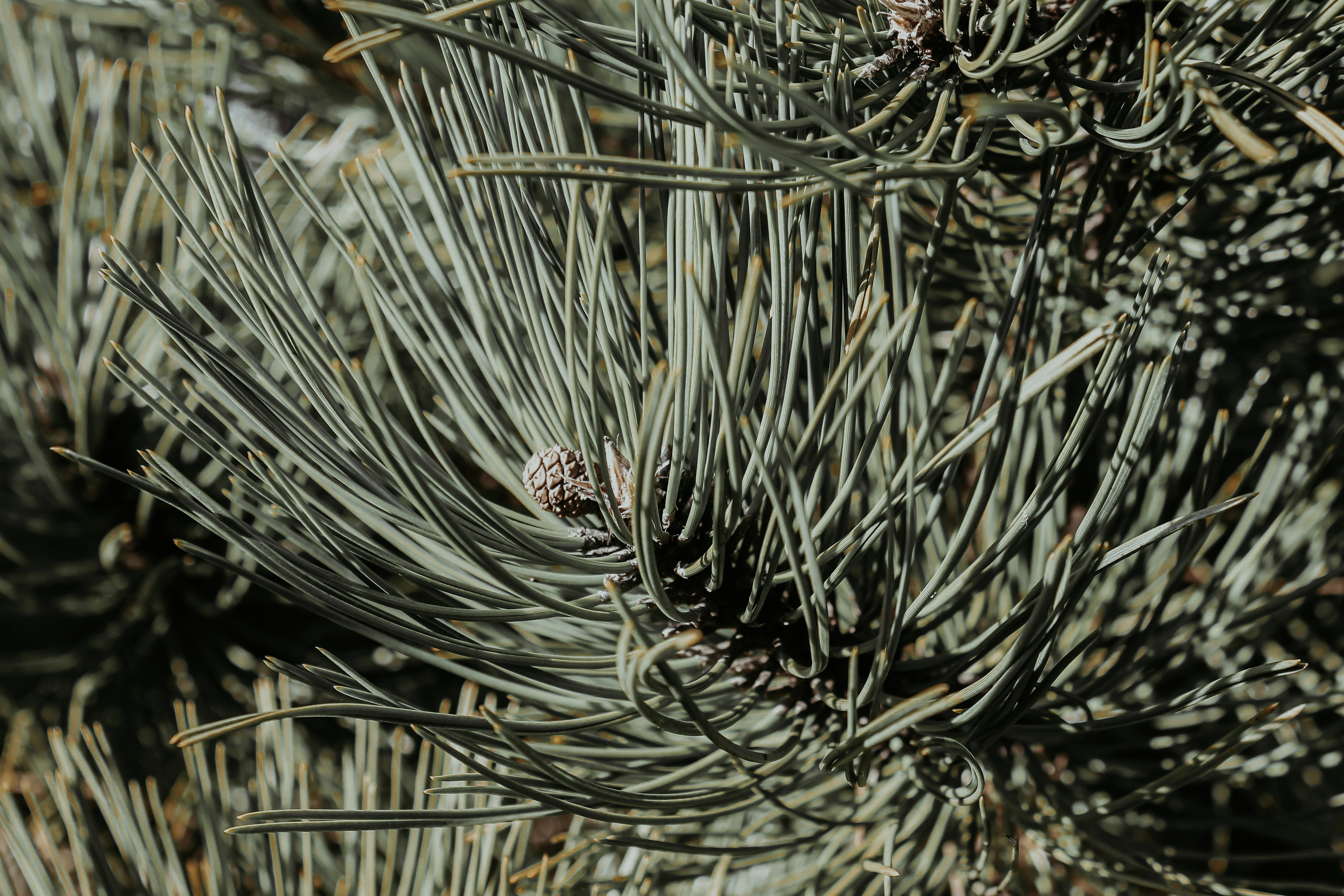 green and brown plant during daytime