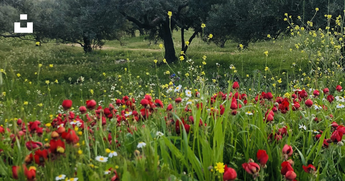 Champ de fleurs rouges pendant la journée photo – Image gratuite de ...