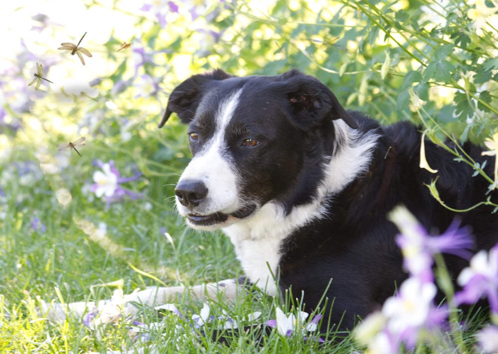 black and white border collie puppy sitting on green grass field during daytime