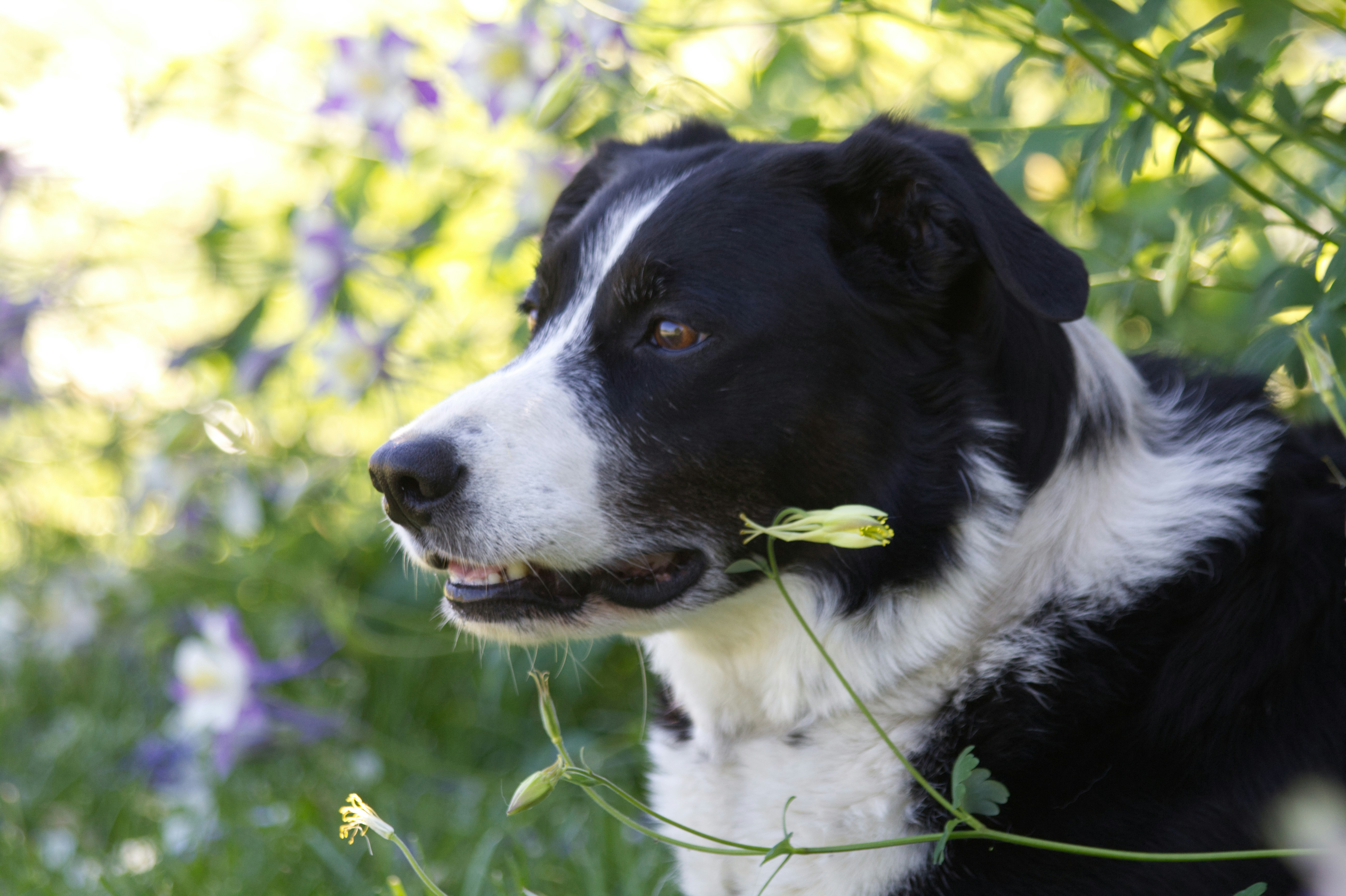 Black and white border collie photo – Free Flower background Image on  Unsplash, image size:3000x1998