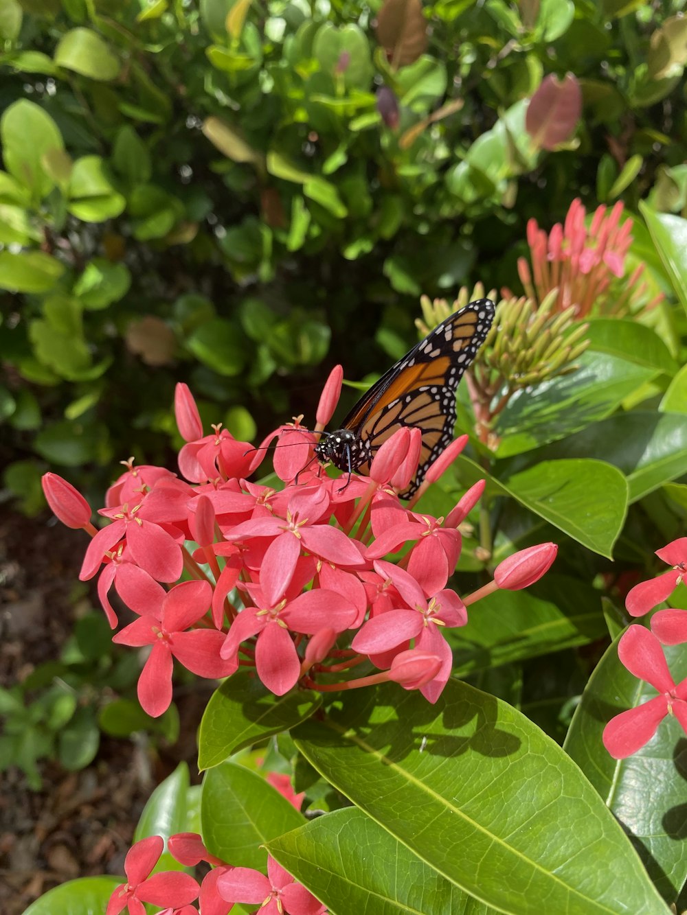 Mariposa monarca posada en flor rosa en fotografía de primer plano durante el día