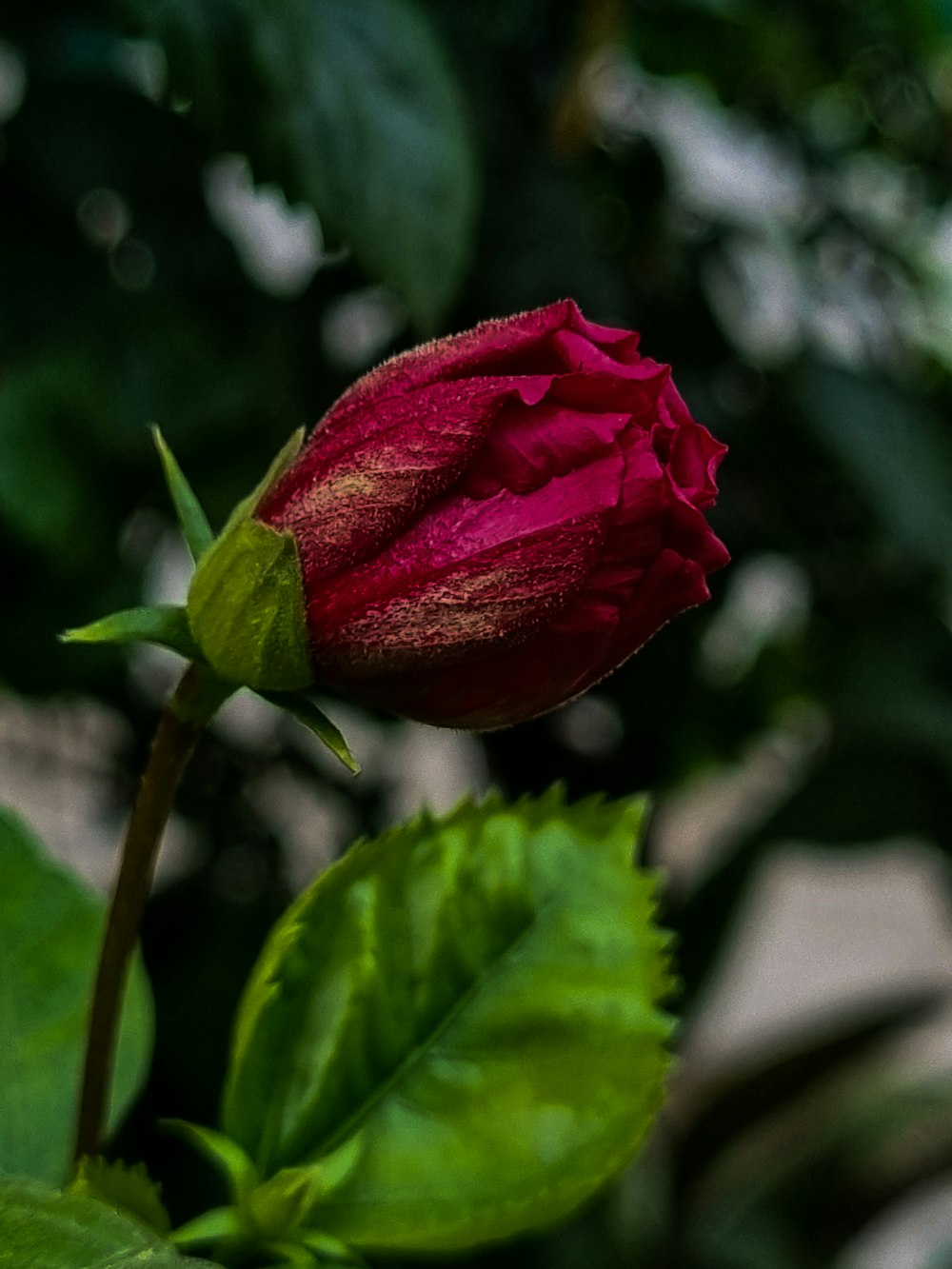 red rose in bloom during daytime