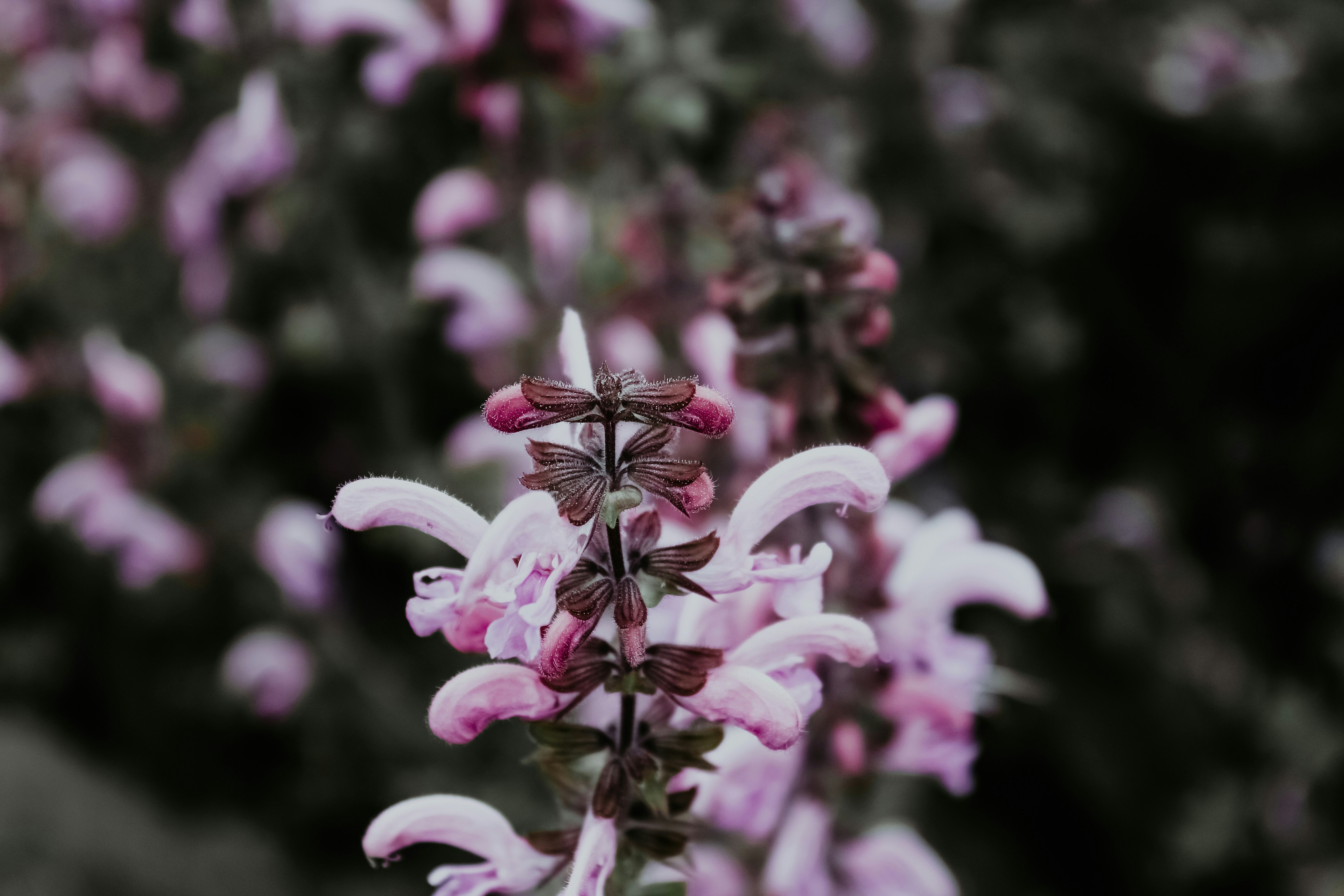 Photo by pixeldebris