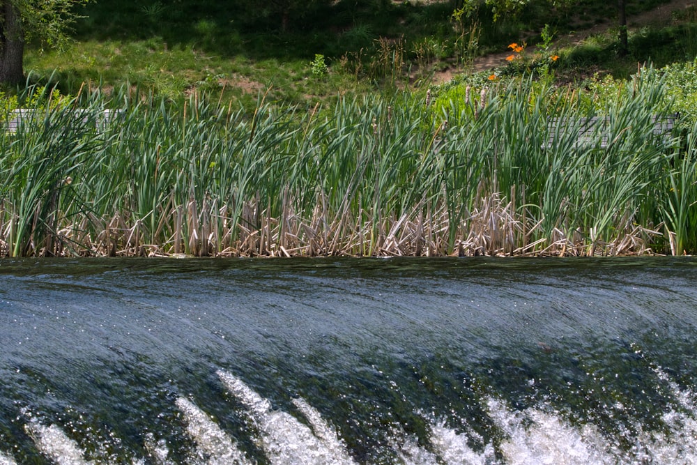 green grass beside river during daytime