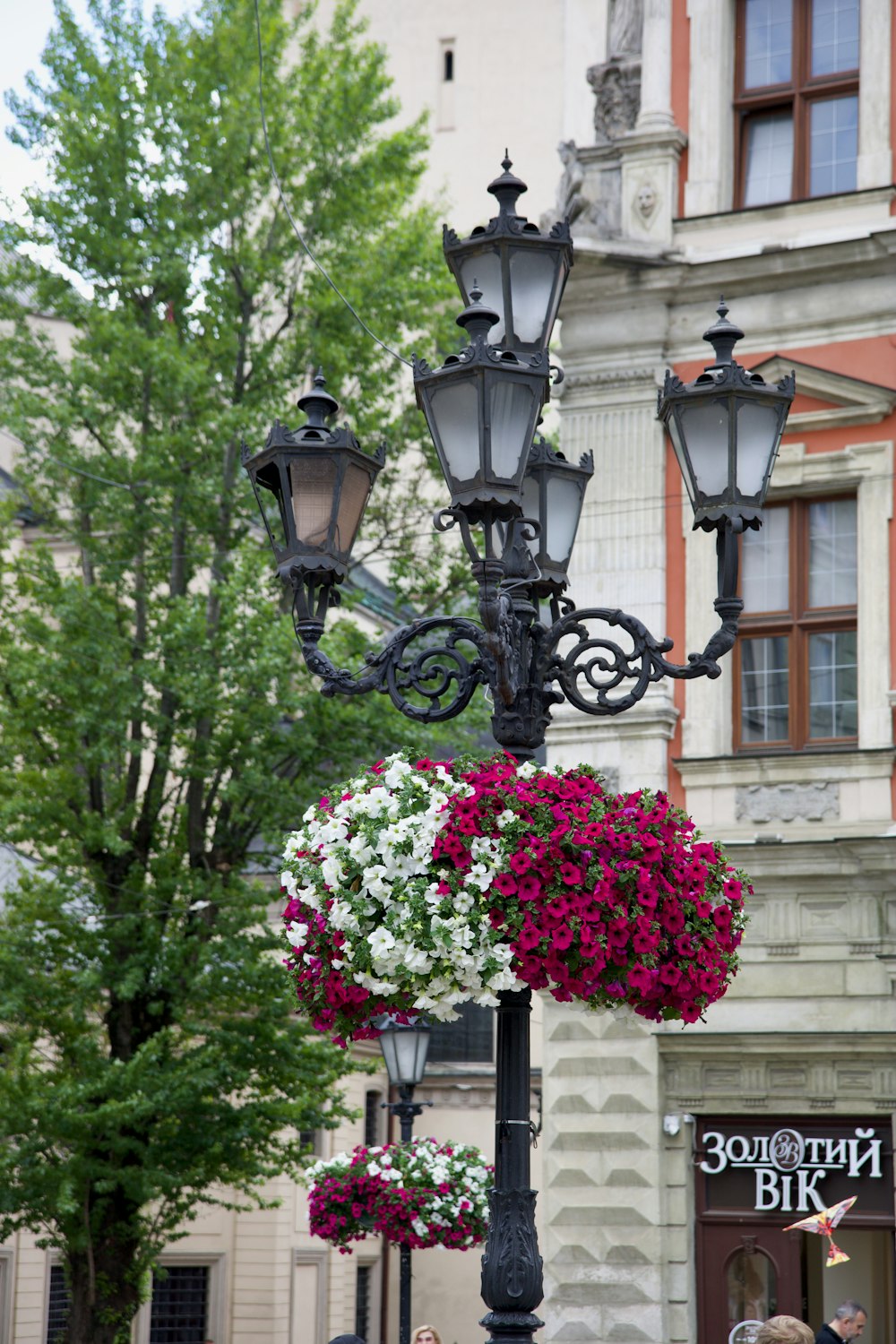 black bicycle parked beside pink flowers