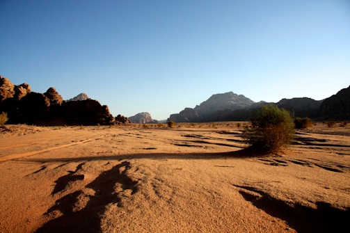brown sand and green trees during daytime