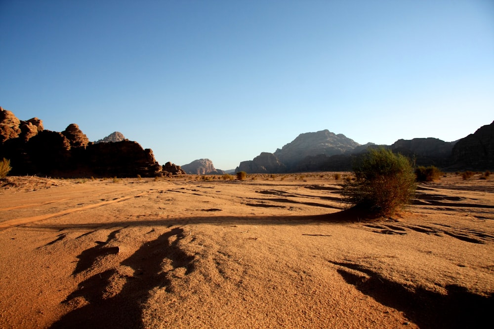 brown sand and green trees during daytime