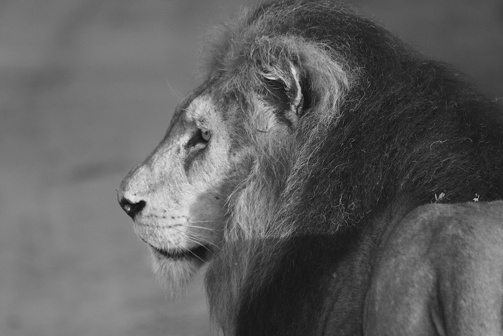 lion lying on ground in grayscale photography