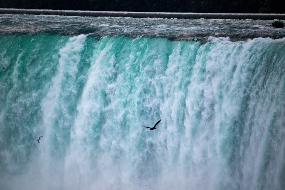 bird flying over water falls