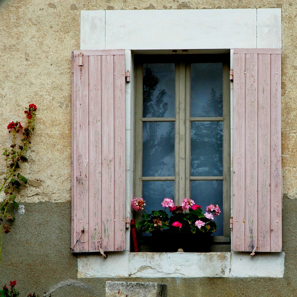 red flowers on window during daytime