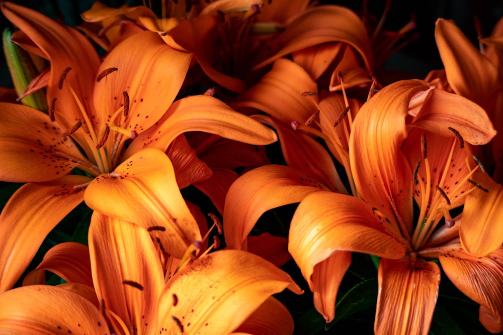 orange flower in close up photography