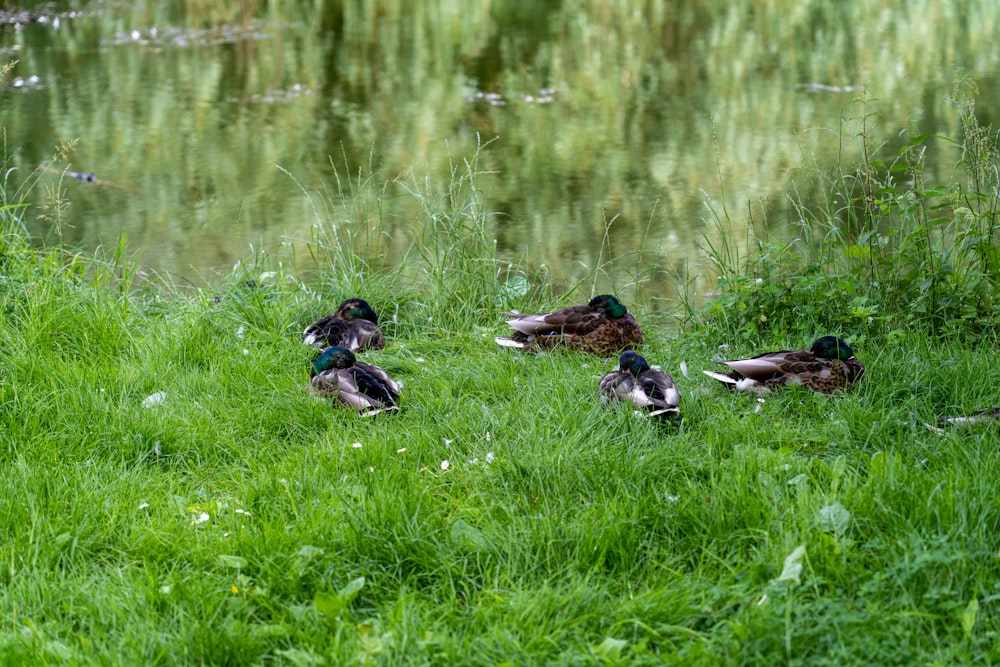 three mallard ducks on green grass field near lake during daytime