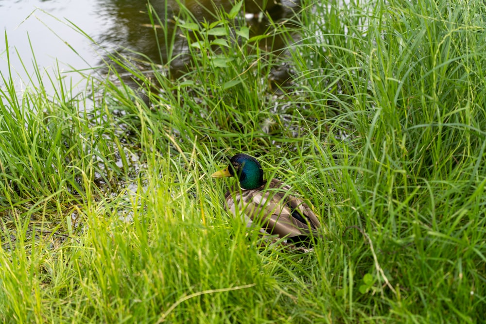 brown and green duck on green grass near body of water during daytime