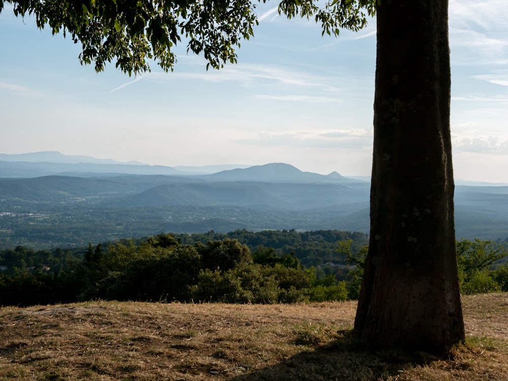 Árbol verde en un campo de hierba marrón cerca del cuerpo de agua durante el día