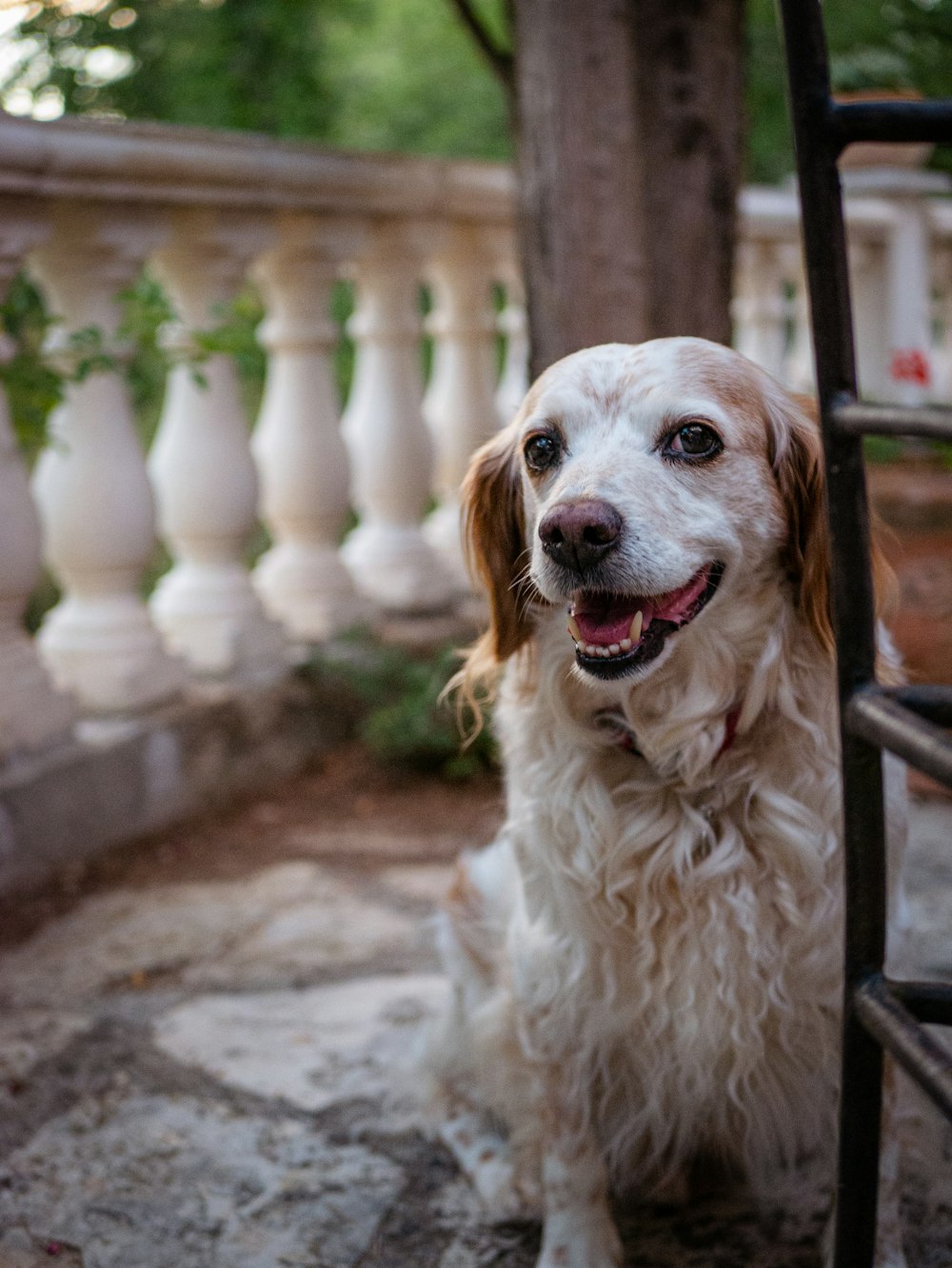 Cane a pelo lungo bianco e marrone che si siede sul pavimento di cemento grigio durante il giorno