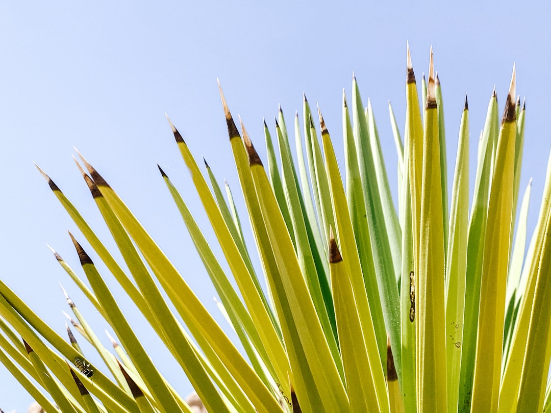 green plant under blue sky during daytime