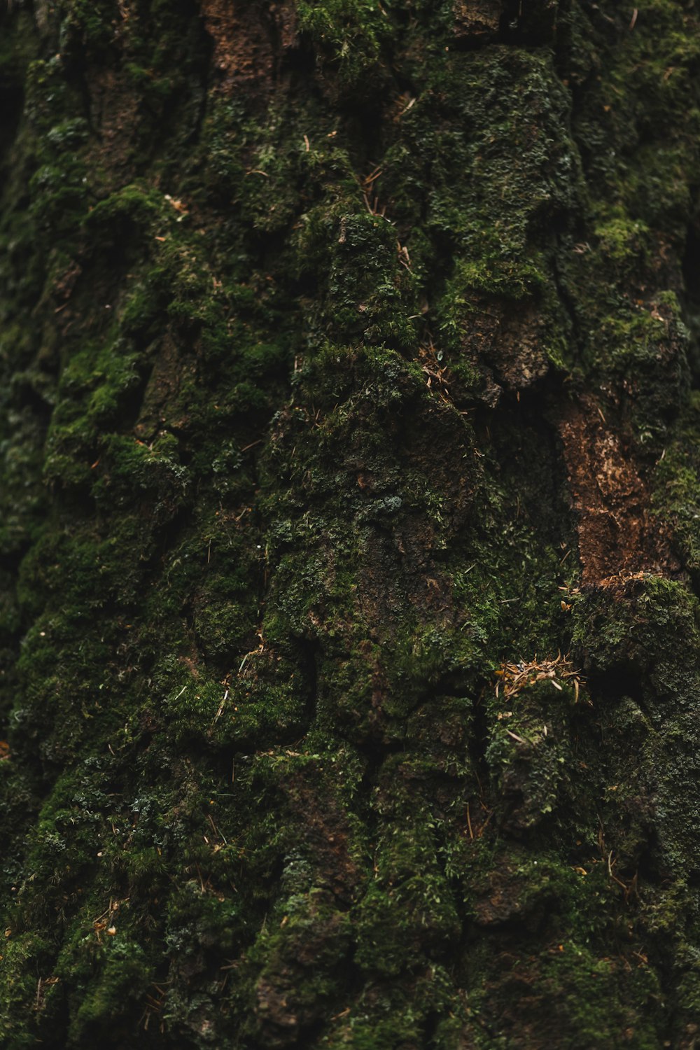 green moss on brown tree trunk