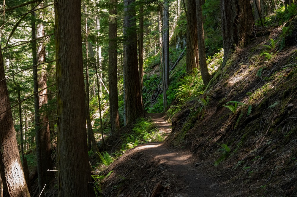 brown pathway between green trees during daytime