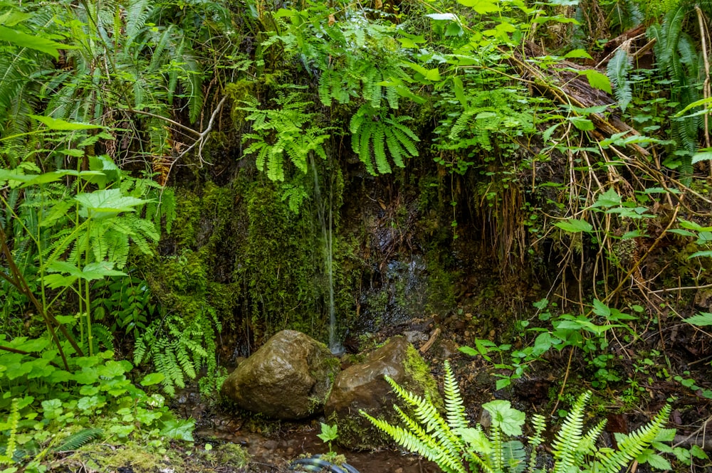 Arbres et plantes verts sur roche brune