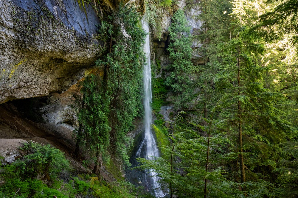 water falls in the middle of the forest