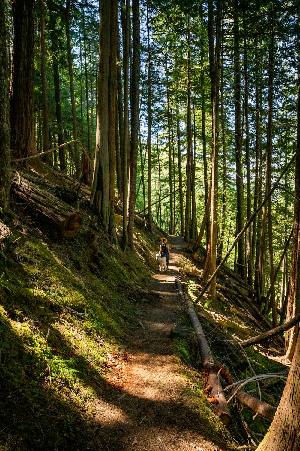 Femme en chemise blanche assise sur un rondin de bois brun entouré d’arbres verts pendant la journée