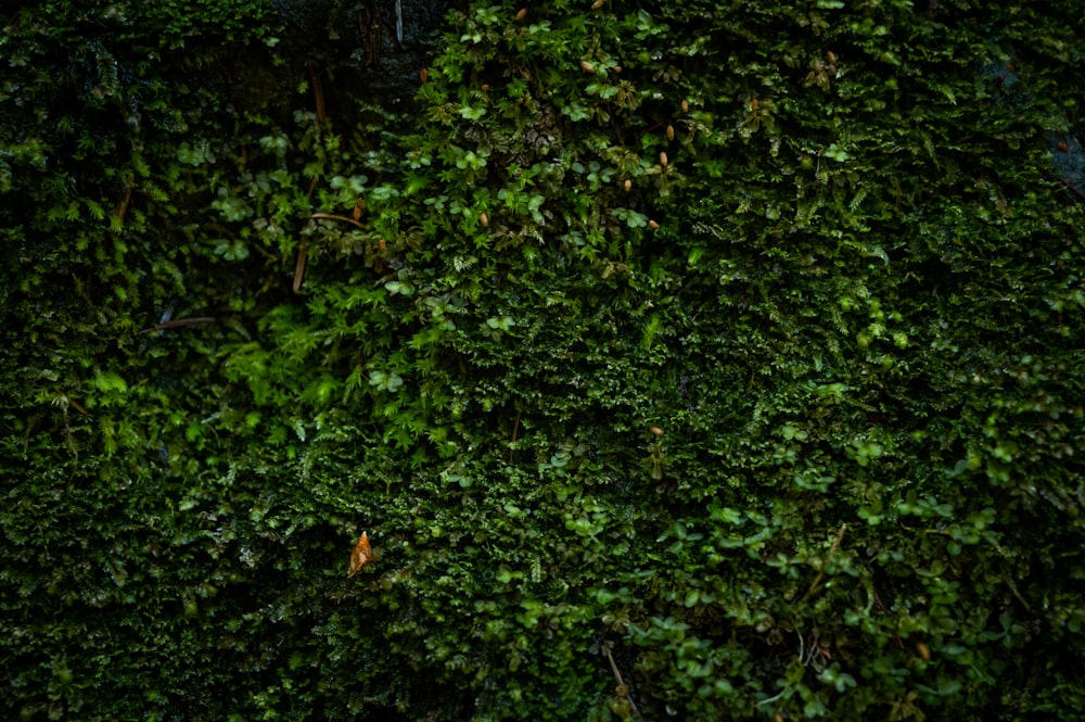 green moss on brown wooden fence