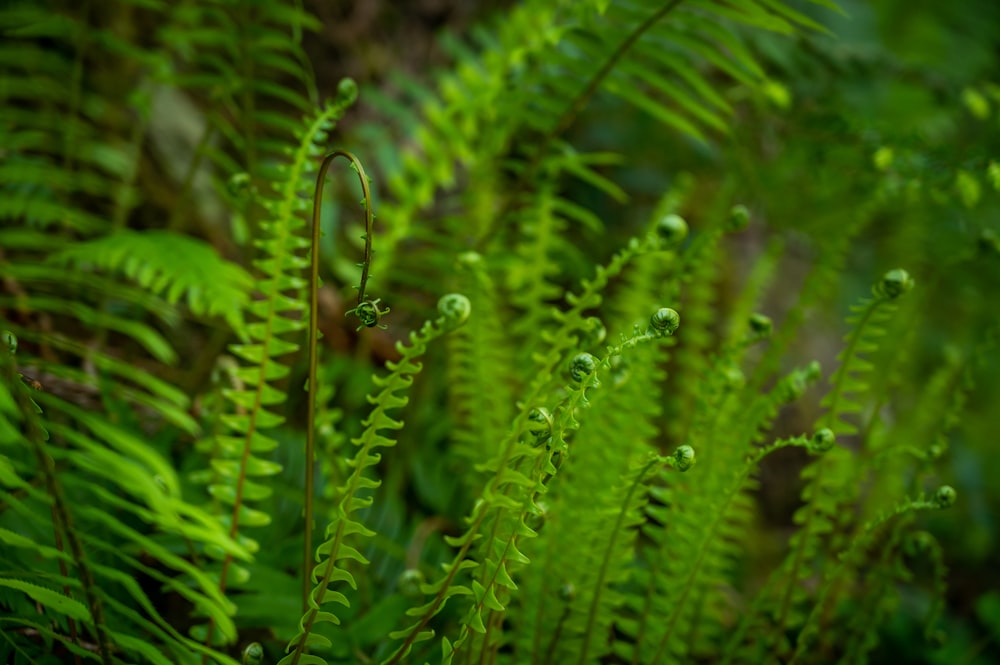 water dew on green plant