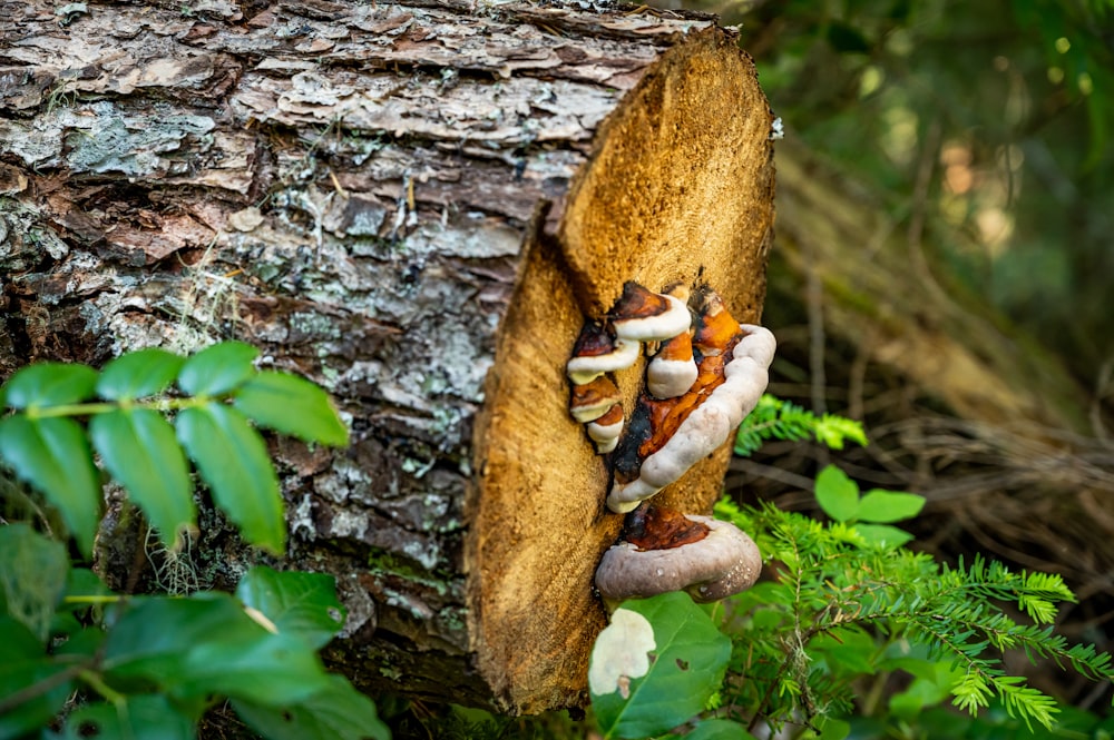 brown tree trunk with green leaves