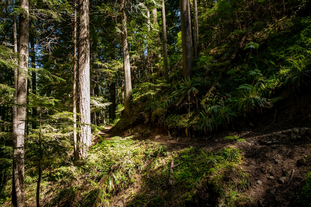 Arbres et plantes verts pendant la journée